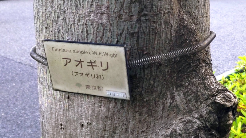 アオギリの名札 東京都大田区平和島