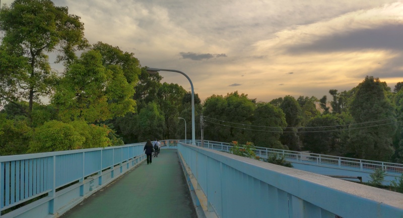クスノキで囲まれている平和島公園 東京都大田区平和島公園