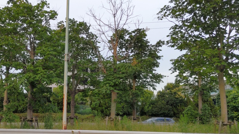 首都高羽田線のアオギリ並木 東京都大田区平和島公園