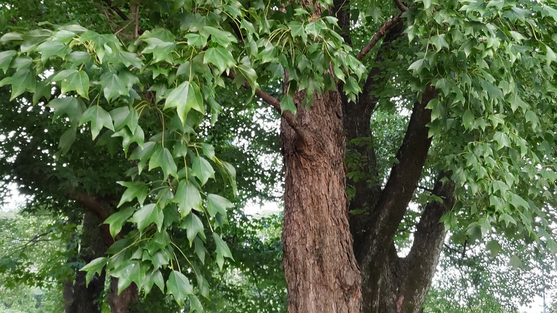 トウカエデ 東京都大田区平和島公園