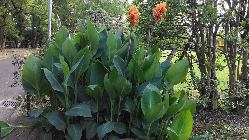 カンナとセイヨウヒイラギ 東京都大田区平和島公園