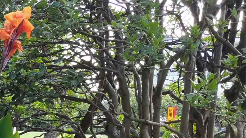セイヨウヒイラギ 東京都大田区平和島公園