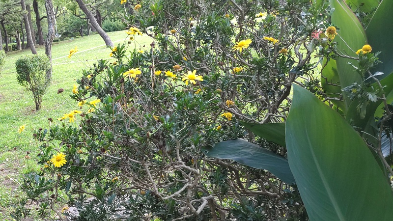 マーガレットコスモス 東京都大田区平和島公園