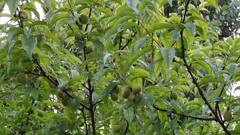 ハナモモの果実 東京都大田区平和島公園
