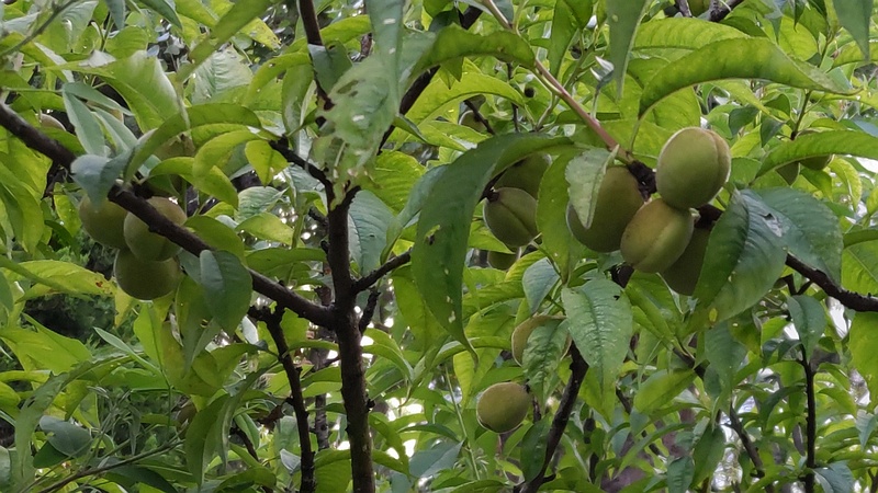 ハナモモの果実 東京都大田区平和島公園