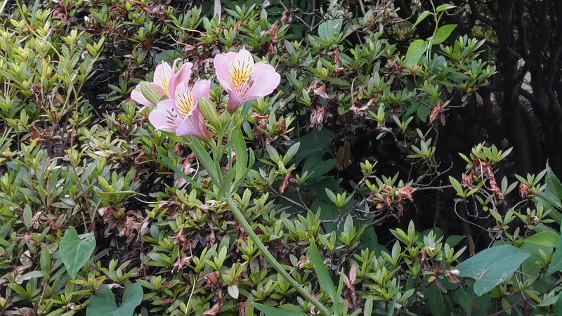 ユリズイセン 東京都大田区平和島公園