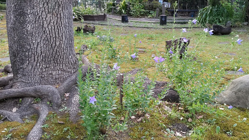 キキョウの花 東京都大田区平和島公園