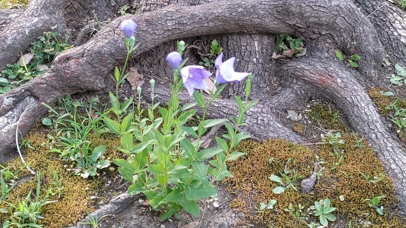 キキョウの蕾と花 東京都大田区平和島公園