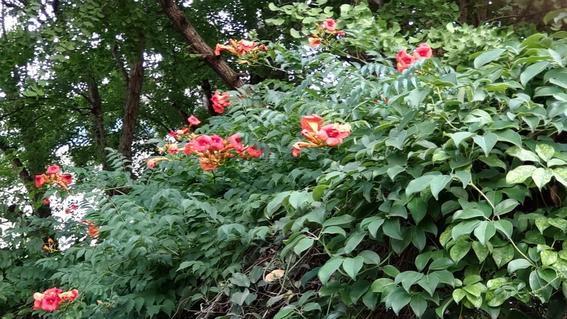 アメリカノウゼンカズラ 東京都大田区平和島公園