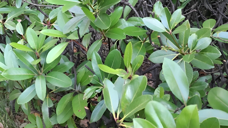 シャリンバイの果実 東京都大田区平和の森公園