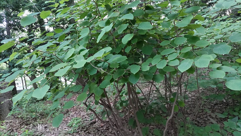 トサミズキ 東京都大田区平和の森公園