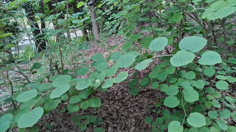 トサミズキ 東京都大田区平和の森公園