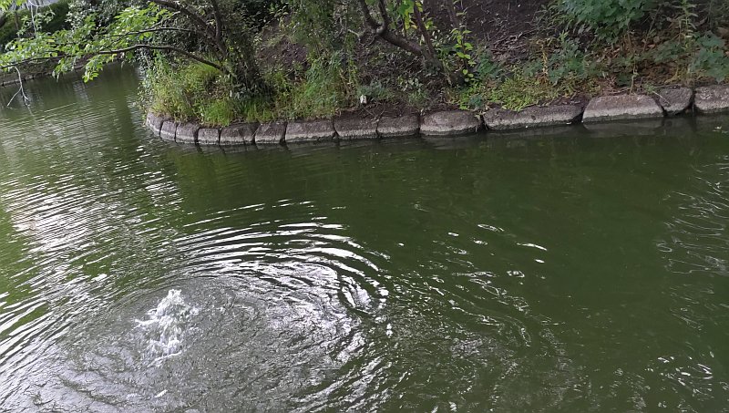 中の島と酸素供給装置 東京都大田区平和の森公園