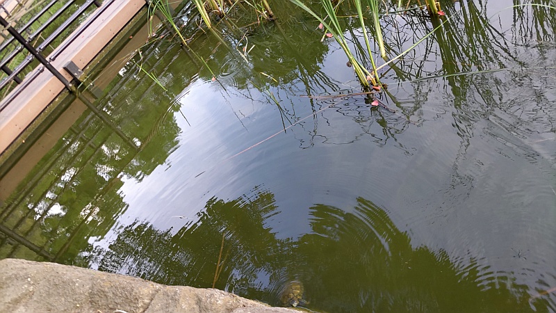 ミシシッピアカミミガメ 東京都大田区平和の森公園