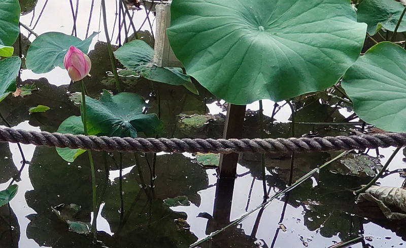 ハスの花 東京都大田区平和の森公園