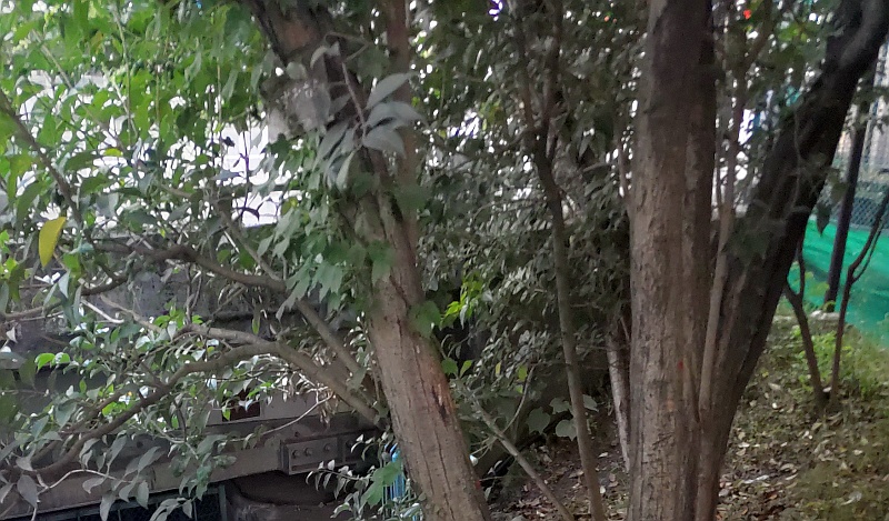 「ねずみもち」の樹皮 東京都大田区平和の森公園