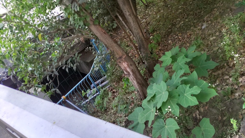 アオギリ 東京都大田区平和の森公園