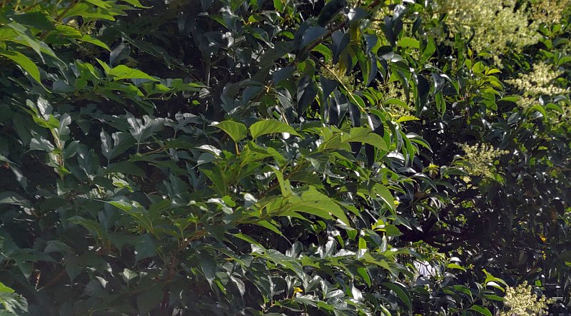 クワとトウネズミモチ 東京都大田区平和の森公園