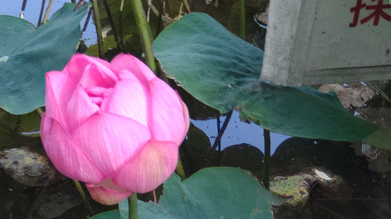 ハスの蕾 東京都大田区平和の森公園