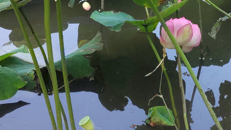 ハスの花 東京都大田区平和の森公園