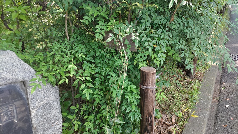 「なんてん」の前のハゼラン 東京都大田区平和の森公園