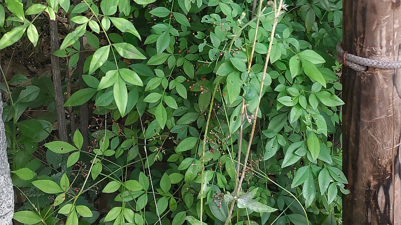 「なんてん」の前のハゼラン 東京都大田区平和の森公園