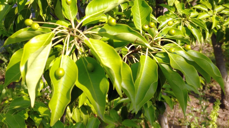 ソヨゴの果実 東京都大田区平和島公園