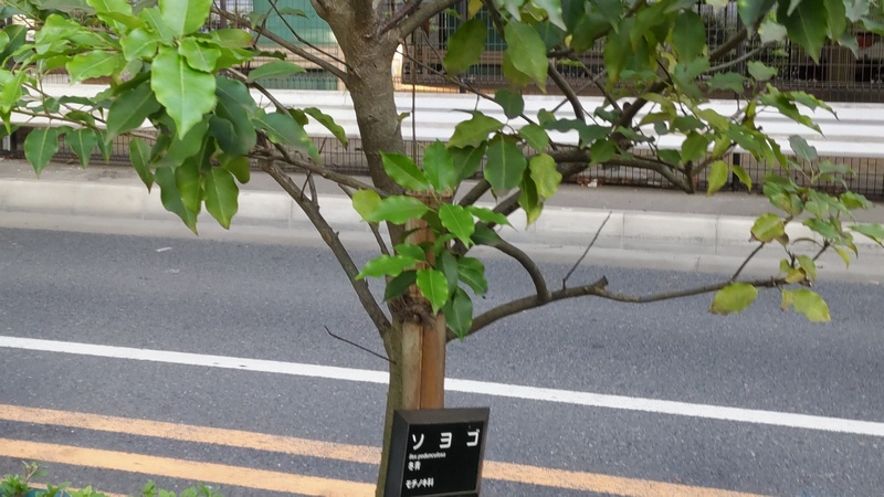 ソヨゴの果実 東京都大田区平和島公園