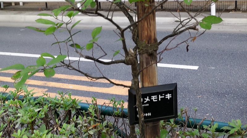 ウメモドキ 東京都大田区平和島公園