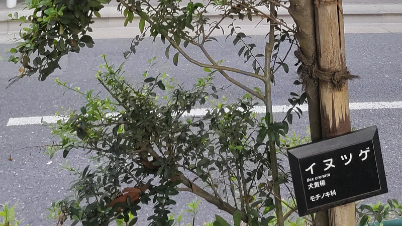 イヌツゲ 東京都大田区平和島公園