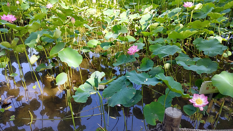 ハスの花 東京都大田区平和の森公園
