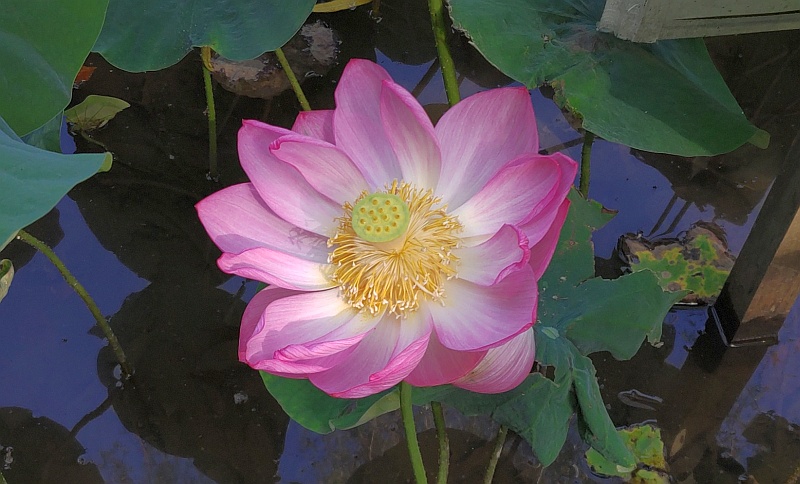 ハスの花 東京都大田区平和の森公園