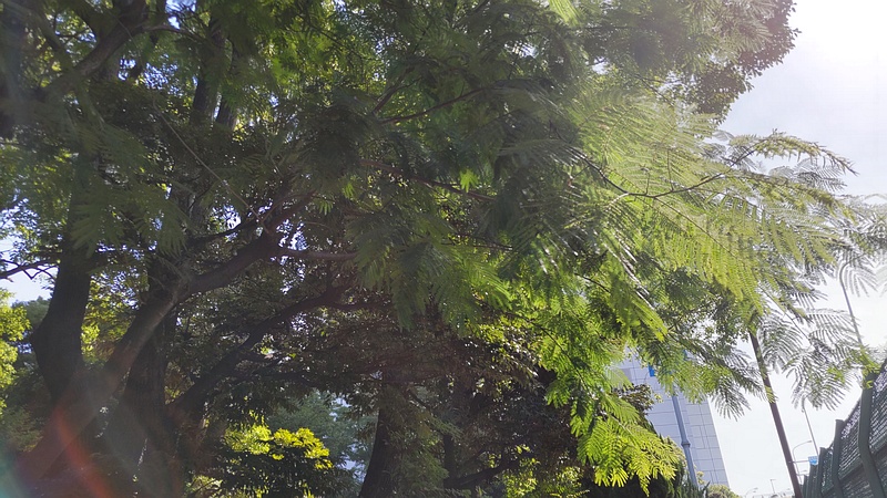 ネムノキ 東京都大田区平和の森公園