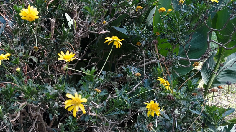 マーガレットコスモス 東京都大田区平和島公園