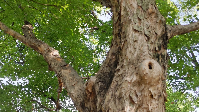 トウカエデ 東京都大田区平和島公園