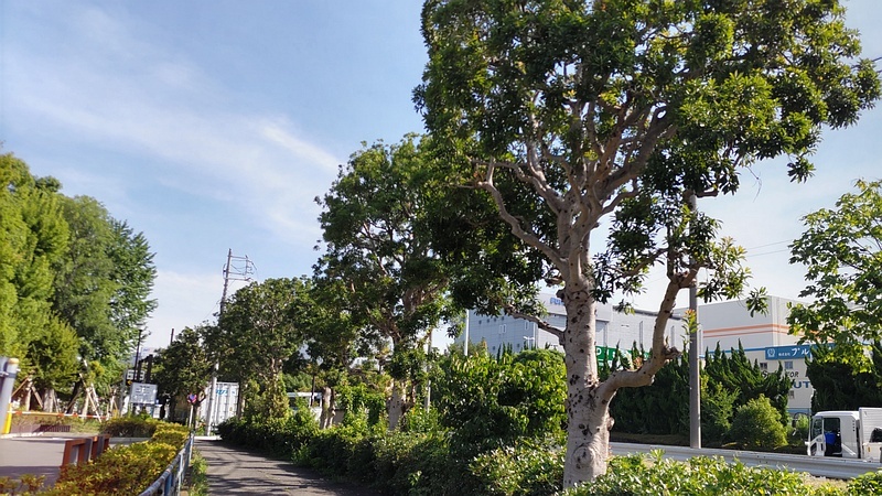 ヤマモモ並木 東京都大田区平和島公園