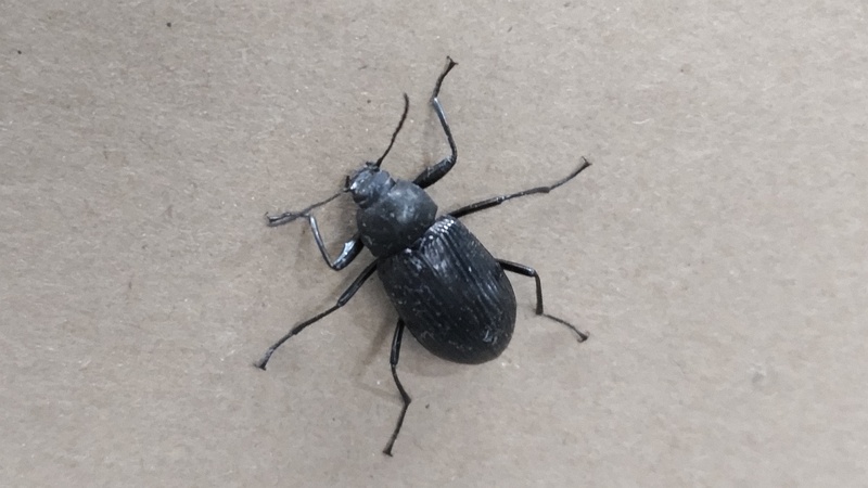 キマワリ 東京都大田区東海