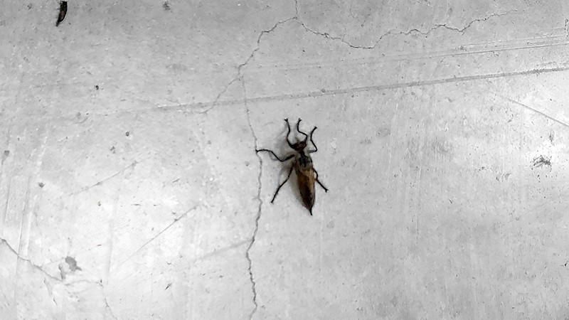 ムシヒキアブ 東京都大田区東海