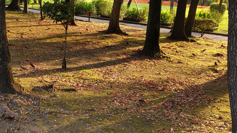 ムクドリ 東京都大田区平和島公園