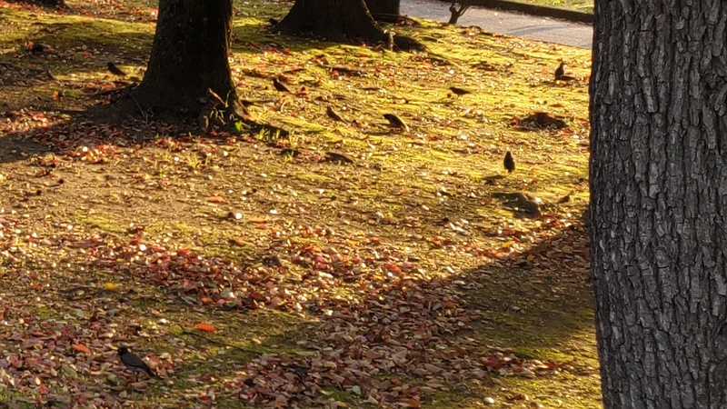 ムクドリ 東京都大田区平和島公園