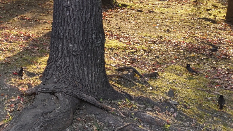 ムクドリ 東京都大田区平和島公園