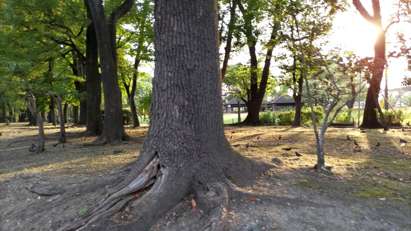 クスノキ並木のムクドリの群れ 東京都大田区平和島公園