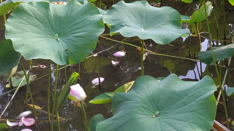 ハスの花 東京都大田区平和の森公園