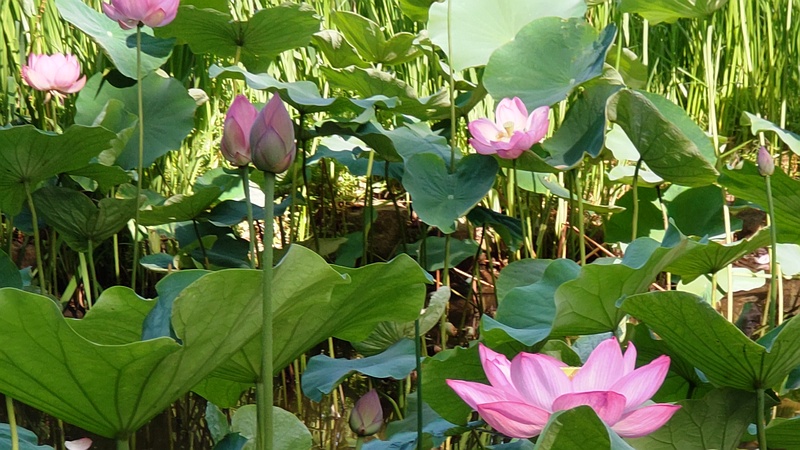 ハスの花 東京都大田区平和の森公園