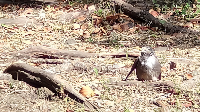 ムクドリ 東京都大田区平和島公園