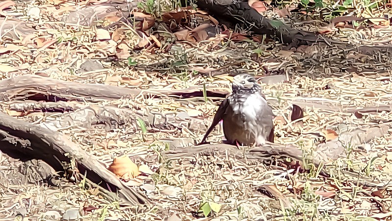 ムクドリ 東京都大田区平和島公園