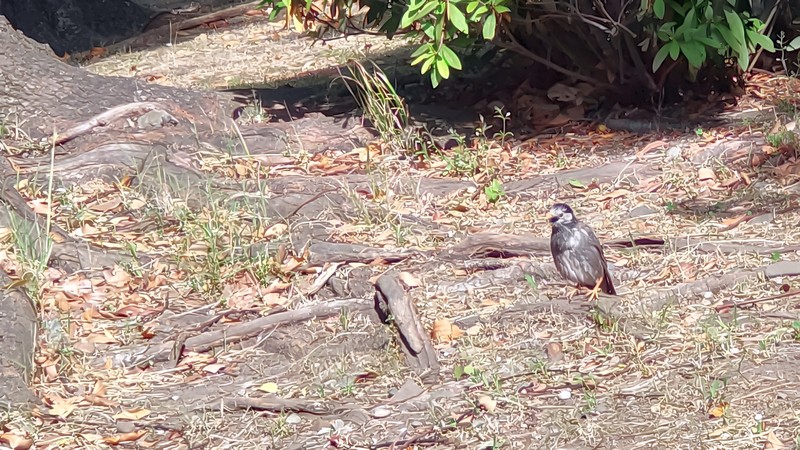 クスノキの根元のムクドリ 東京都大田区平和島公園