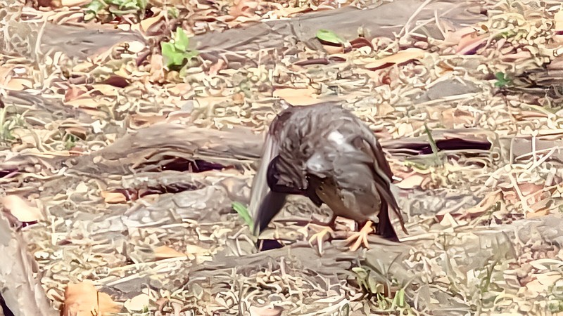 ムクドリ 東京都大田区平和島公園