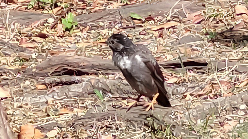 ムクドリ 東京都大田区平和島公園