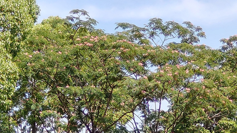 ネムノキ 東京都大田区平和島公園